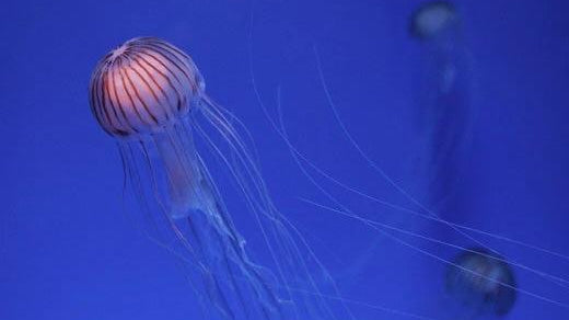 クラゲが大量発生する時期は?効果的な対策とやってはいけない対策方法まとめ